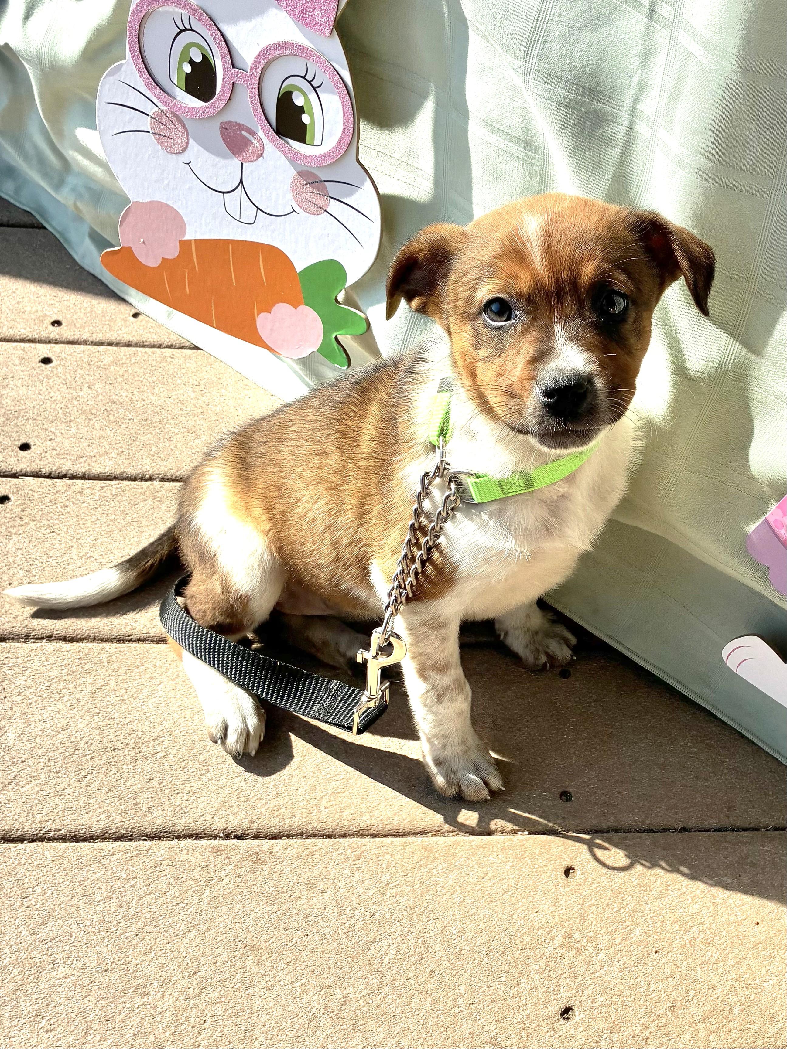 Enlarge Dixee, a Adoptable mixed breed in West Chicago, IL image 2/3