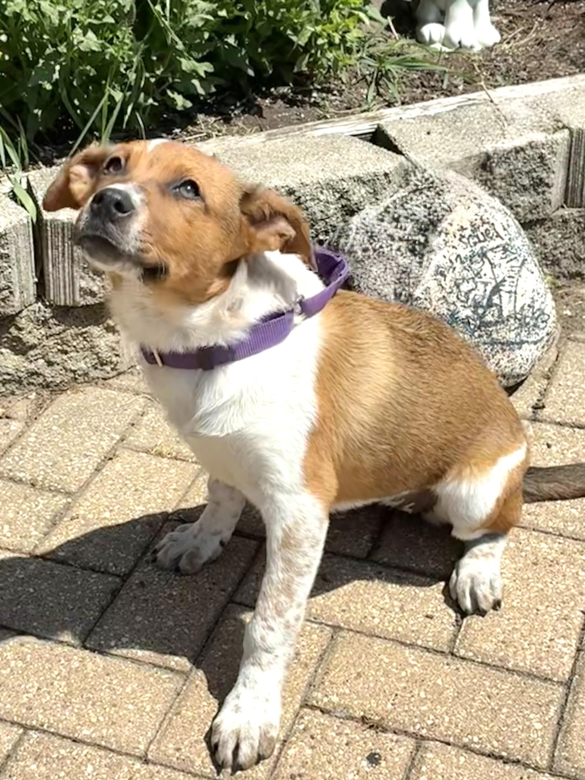 Dixee, Adoptable, Puppy Female Australian Cattle Dog / Blue Heeler.