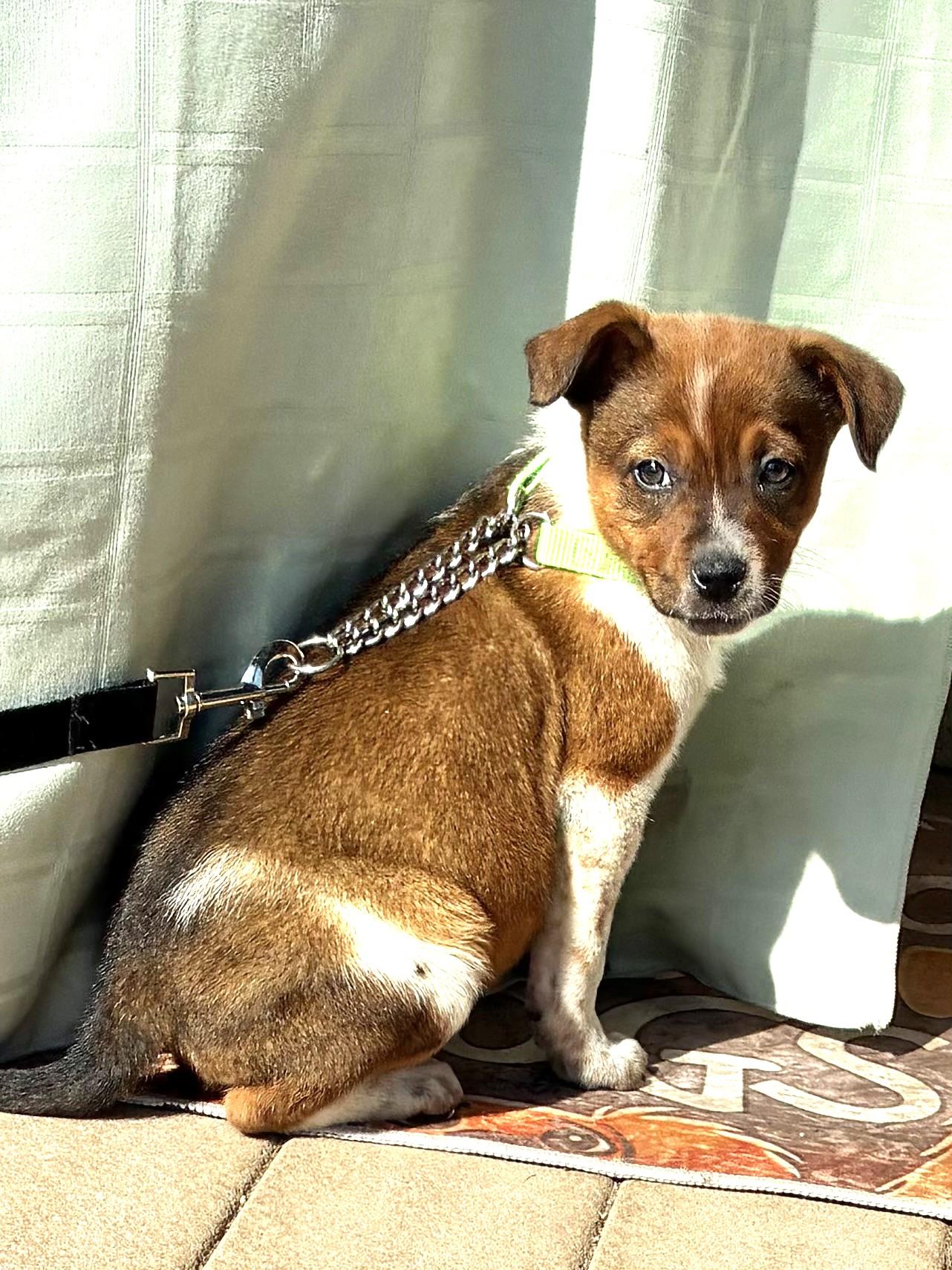 Dixee, Adoptable, Puppy Female Australian Cattle Dog / Blue Heeler.