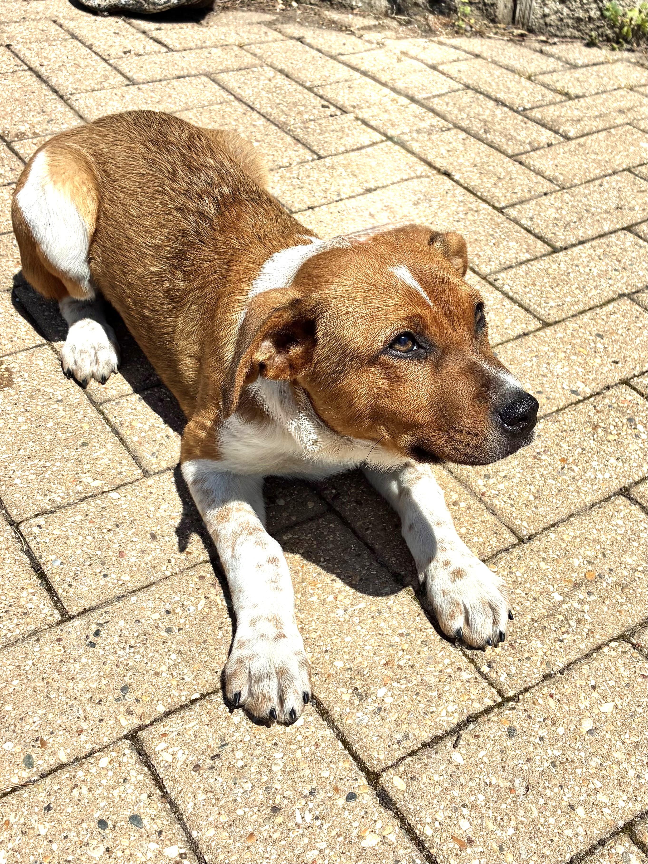Enlarge Dixee, a Adoptable mixed breed in West Chicago, IL image 3/3