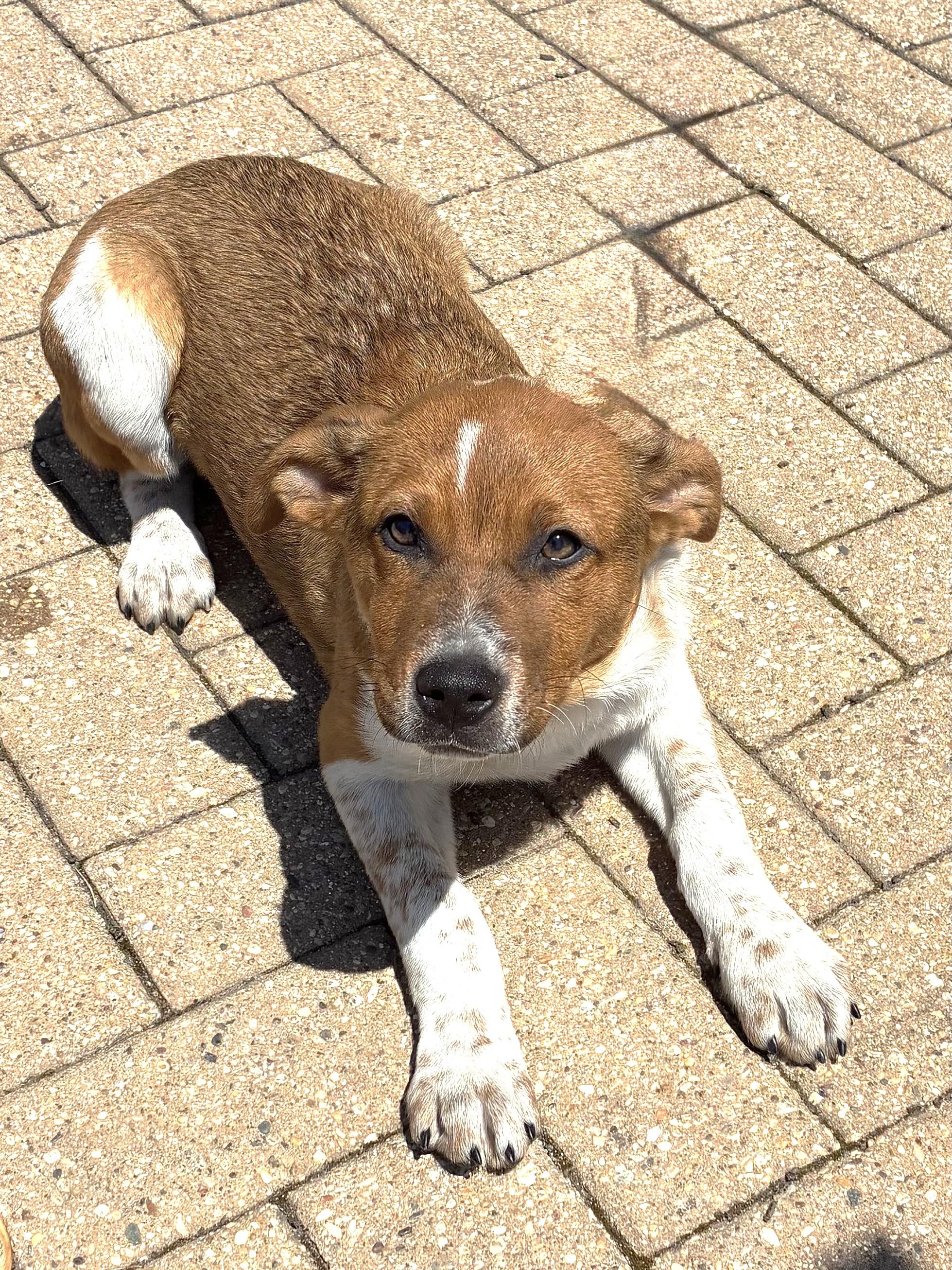 Enlarge Dixee, a Adoptable mixed breed in West Chicago, IL image 2/3