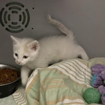 Smudge, ADOPTABLE, Kitten Male Domestic Short Hair.