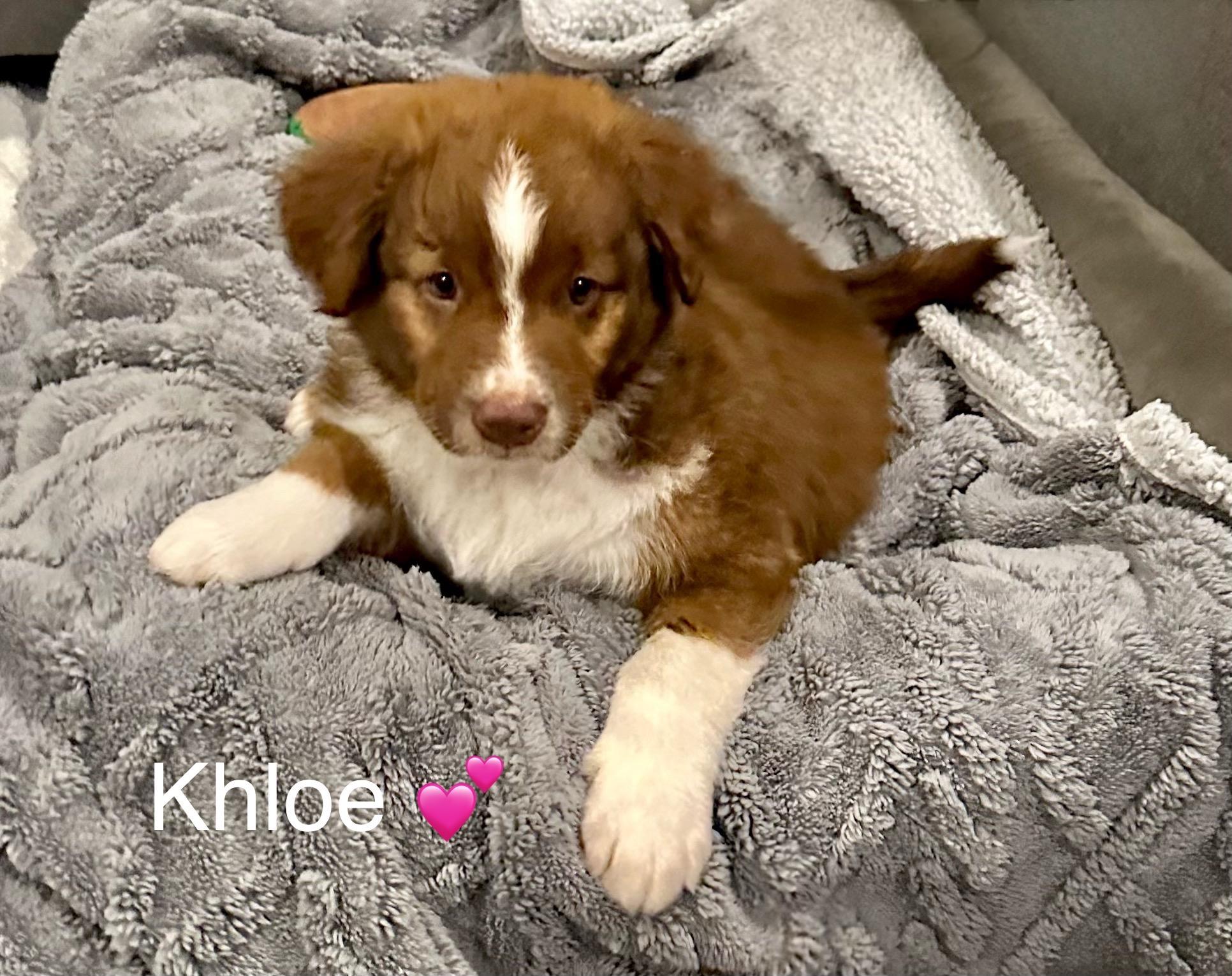 Enlarge Khloe, a Adoptable mixed breed in Rockwall, TX image 1/4