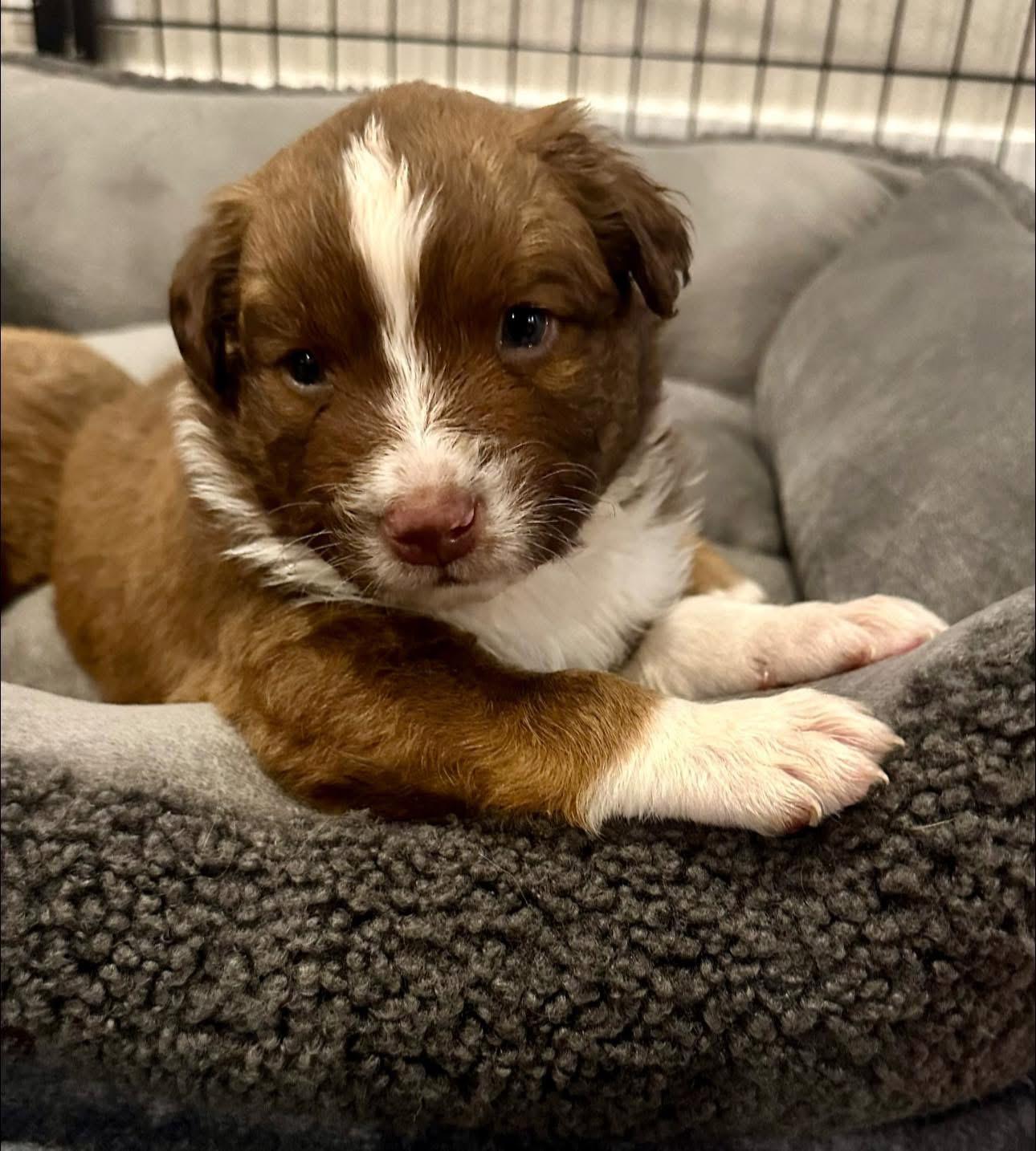 Enlarge Khloe, a Adoptable mixed breed in Rockwall, TX image 4/4