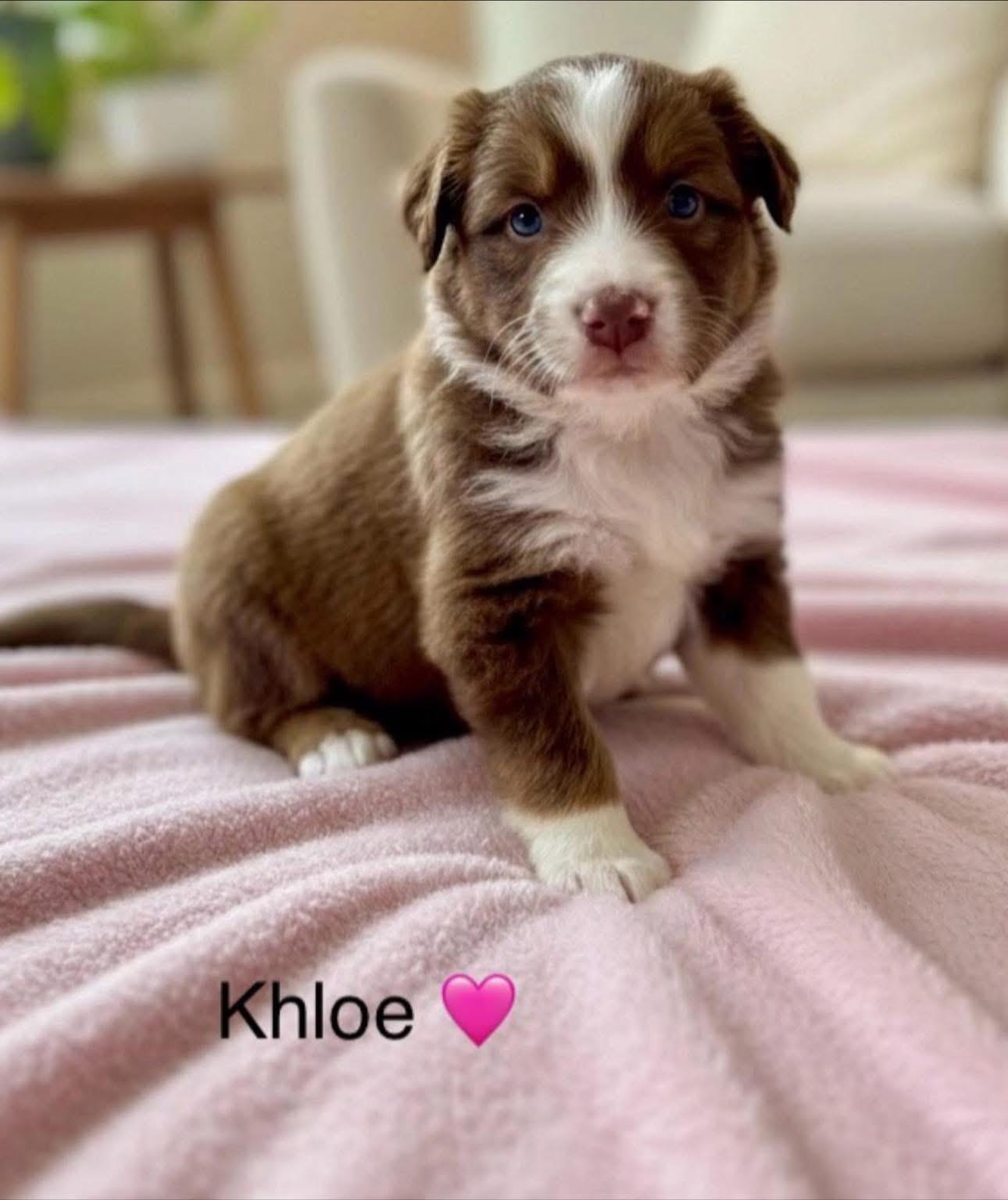 Enlarge Khloe, a Adoptable mixed breed in Rockwall, TX image 2/4