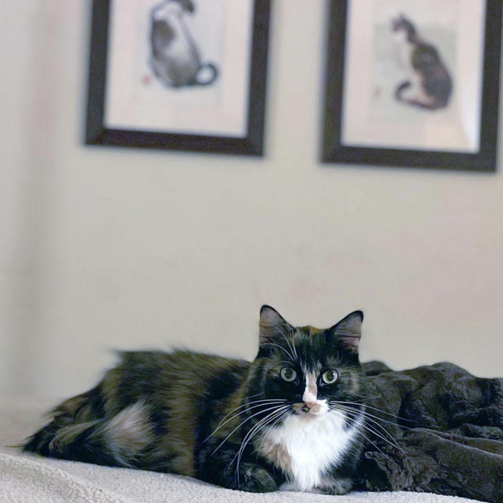 Enlarge Minerva, a Adoptable Domestic Long Hair in Pacific Grove, CA image 1/6