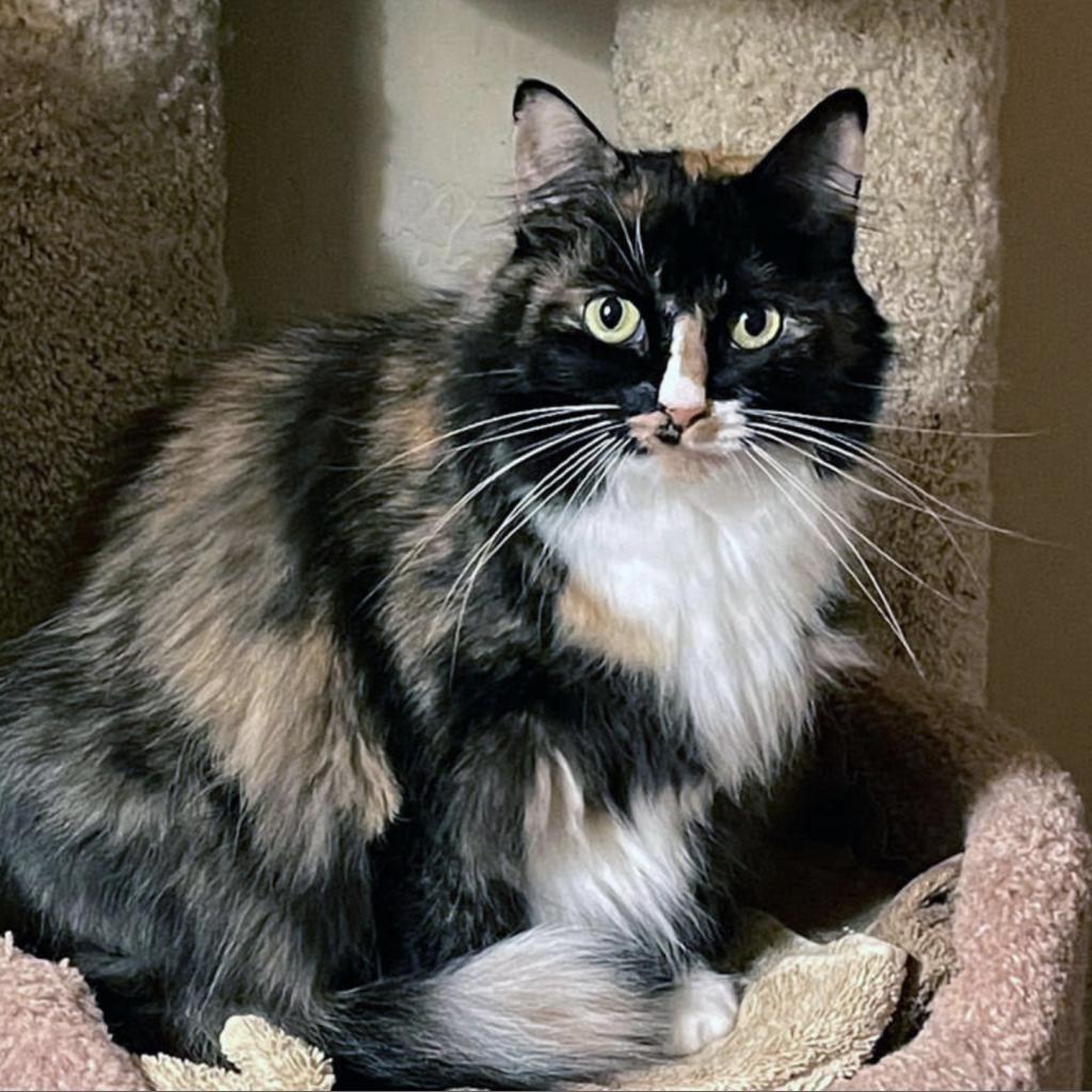Enlarge Minerva, a Adoptable Domestic Long Hair in Pacific Grove, CA image 2/6