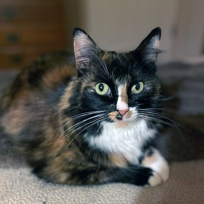 Enlarge Minerva, a Adoptable Domestic Long Hair in Pacific Grove, CA image 3/6