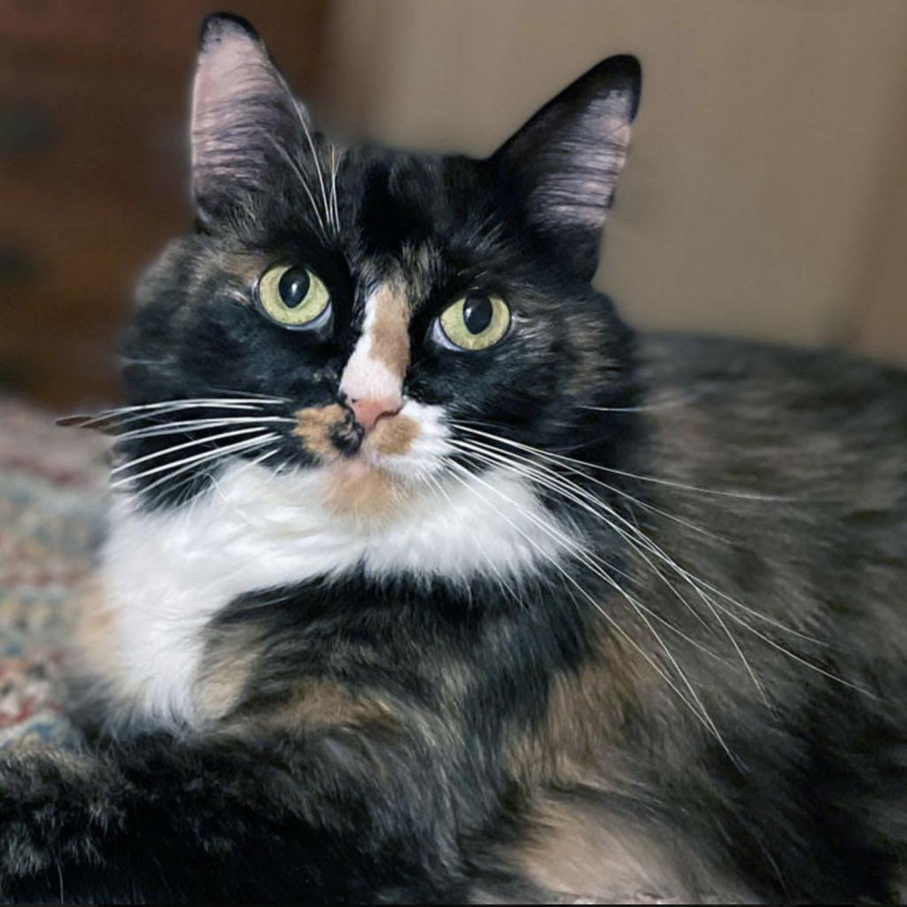Enlarge Minerva, a Adoptable Domestic Long Hair in Pacific Grove, CA image 4/6
