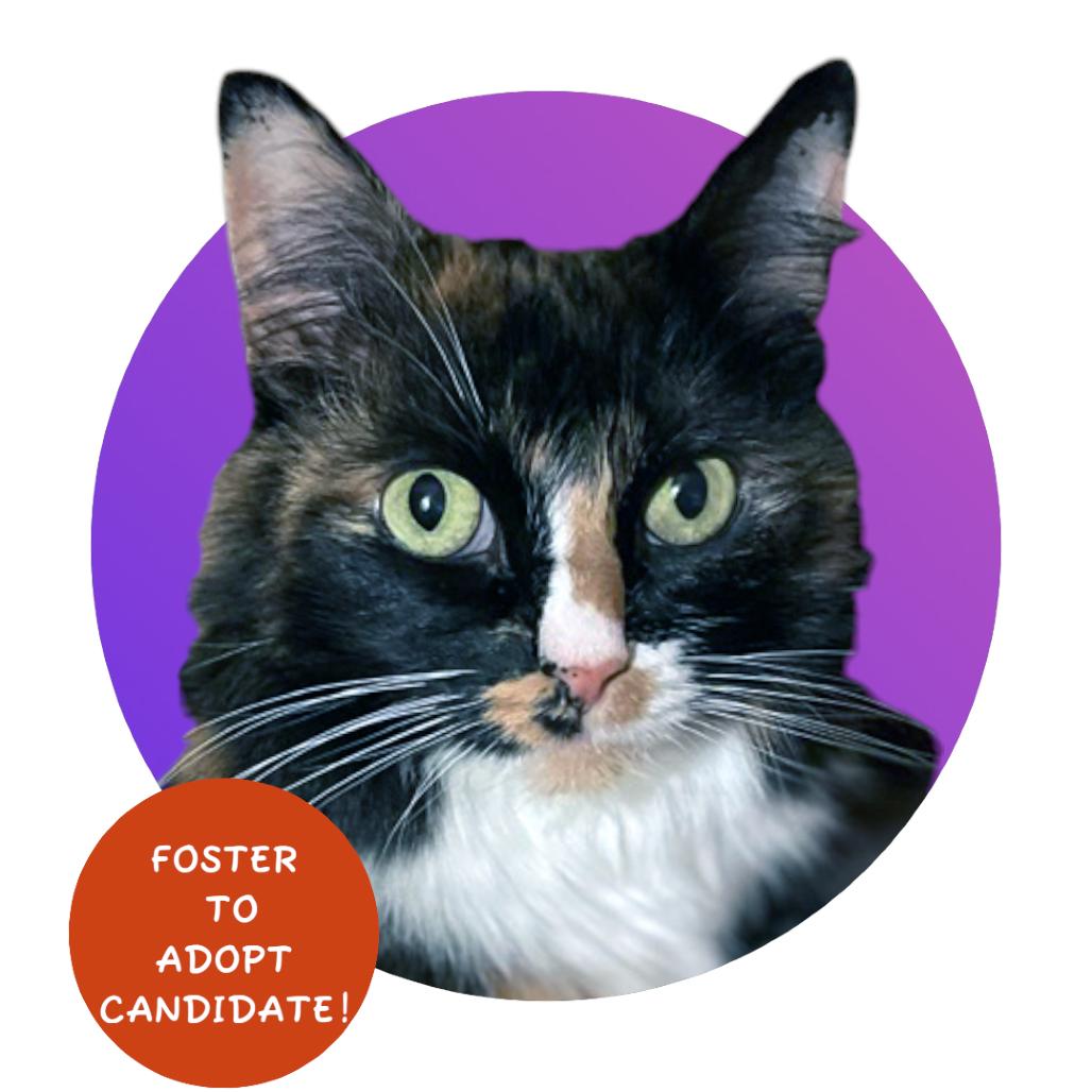 Enlarge Minerva, a Adoptable Domestic Long Hair in Pacific Grove, CA image 5/6