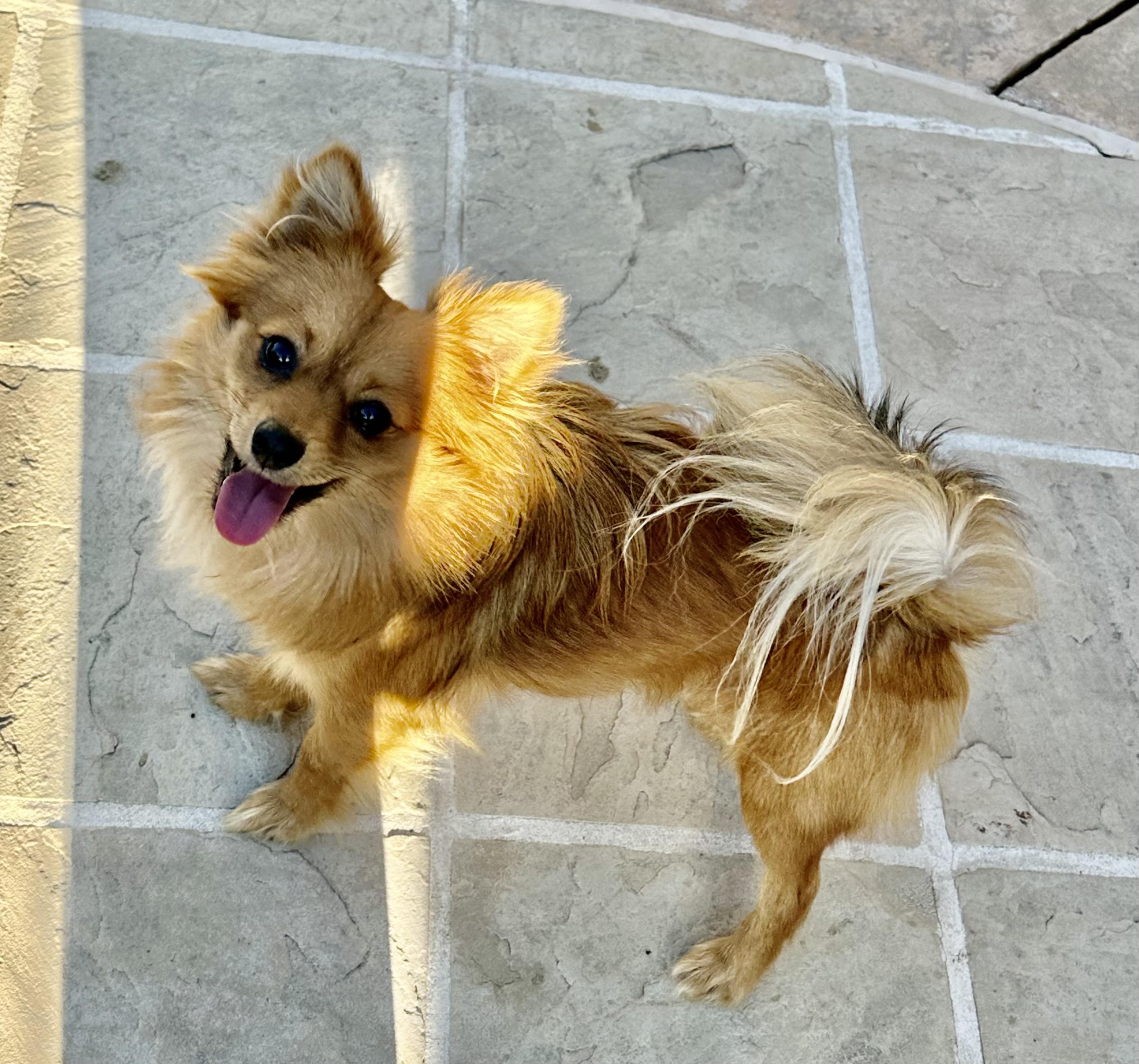 Marco, ADOPTABLE, Young Male Pomeranian & Spaniel.
