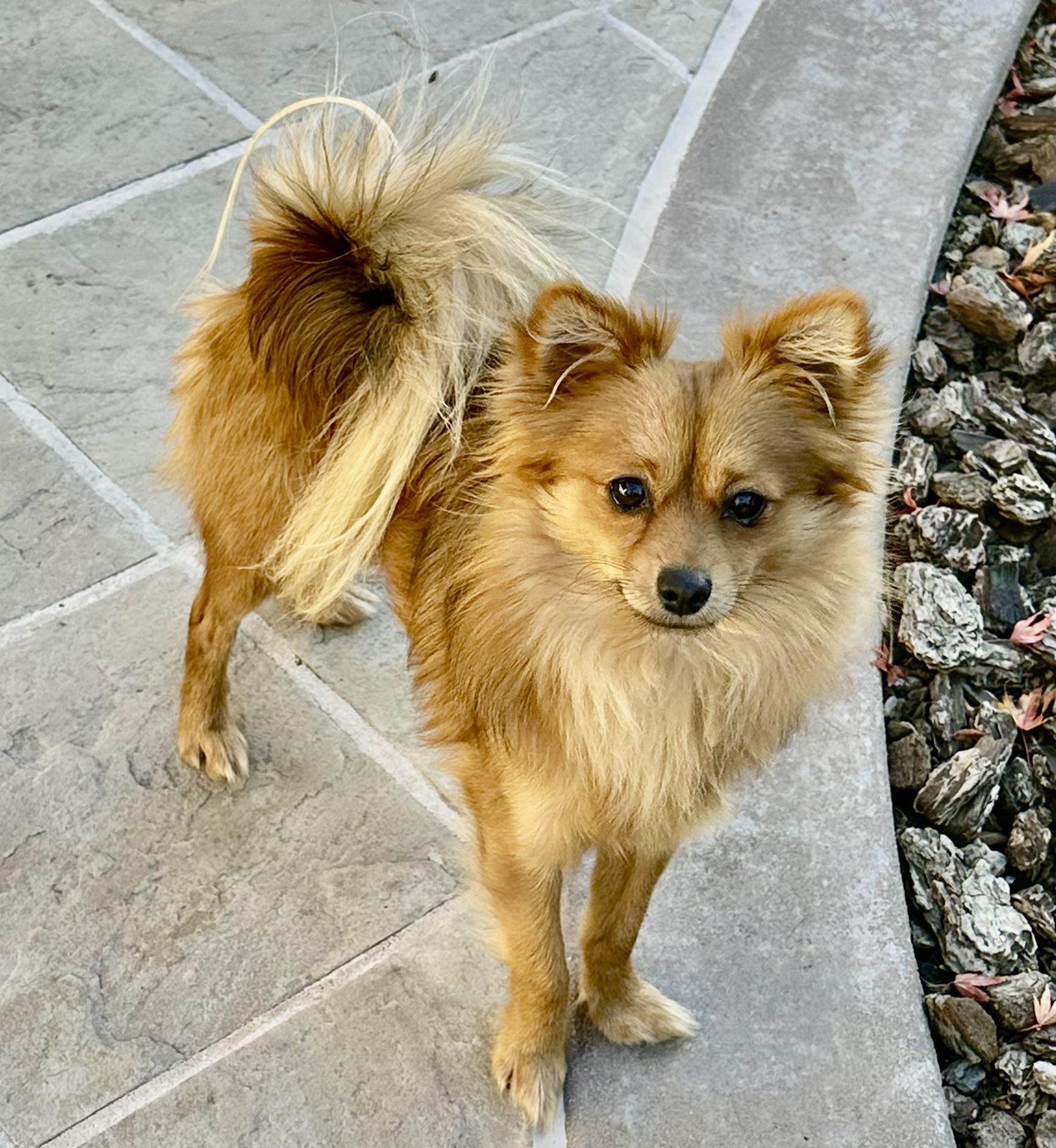 Enlarge Marco, a ADOPTABLE mixed breed in Fremont, CA image 2/3