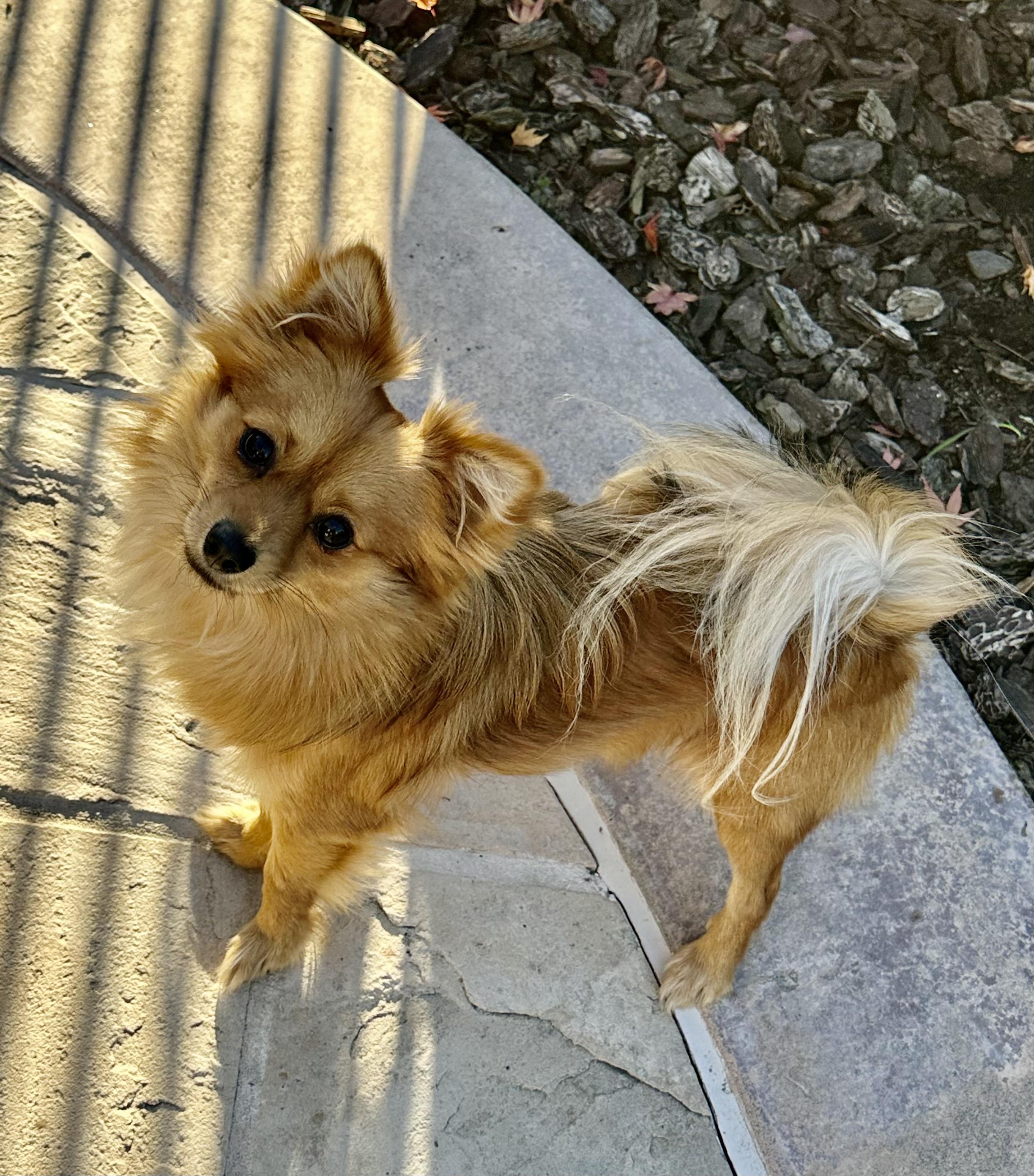 Enlarge Marco, a ADOPTABLE mixed breed in Fremont, CA image 3/3