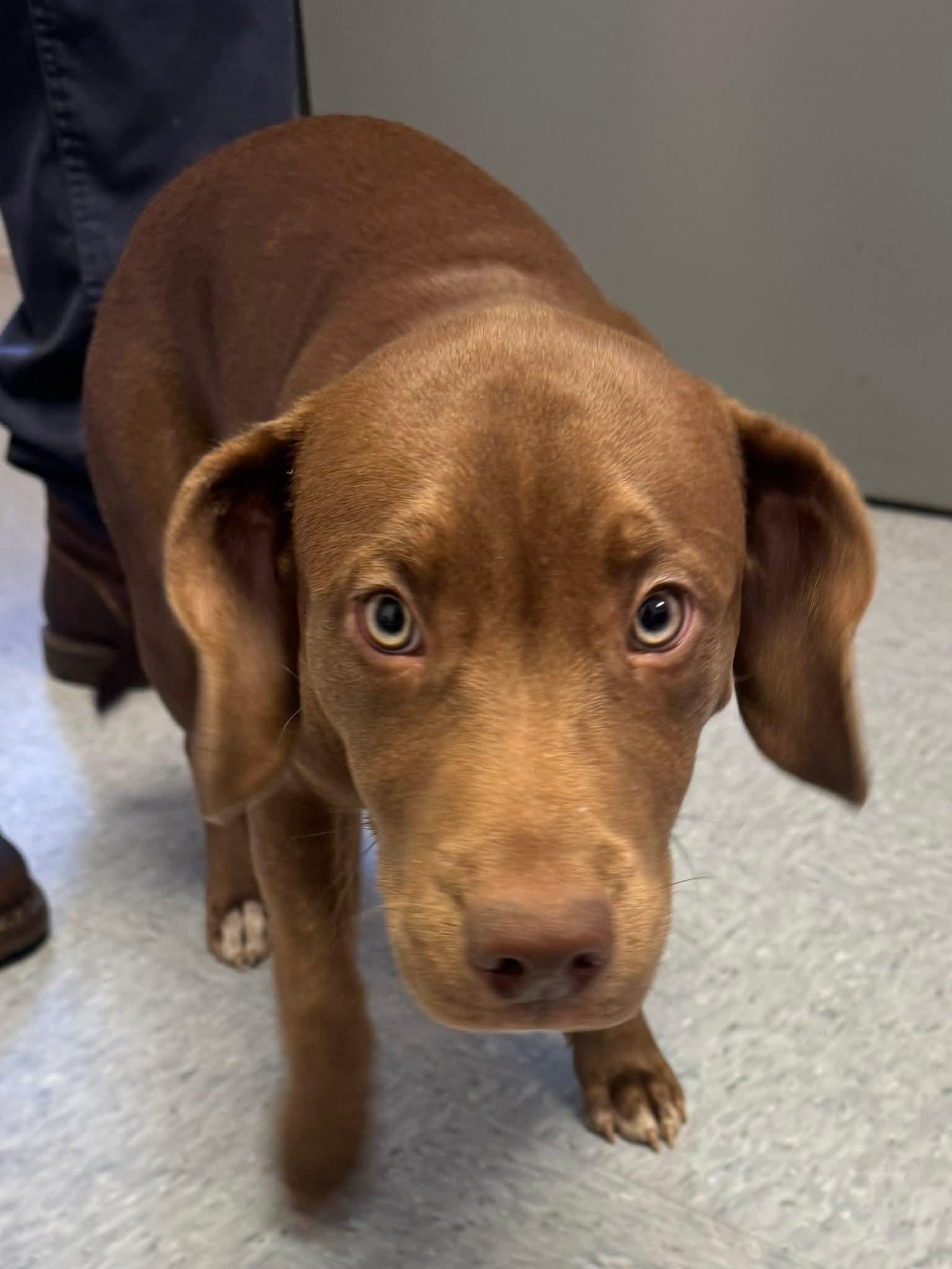 Enlarge Top Deck, a Adopted mixed breed in Stuart, VA image 1/1