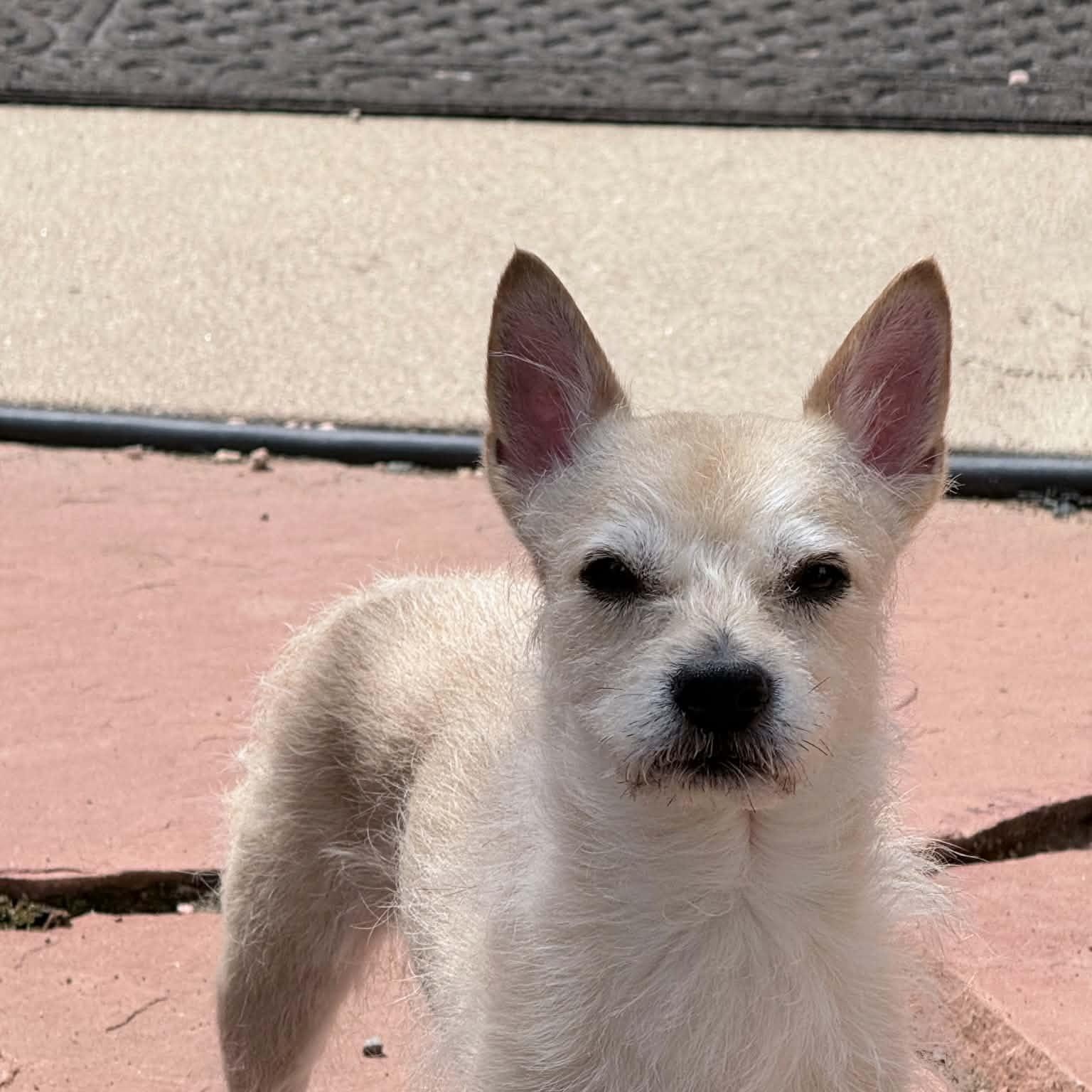 Enlarge PEPPER, a Adoptable mixed breed in Loveland, CO image 4/6