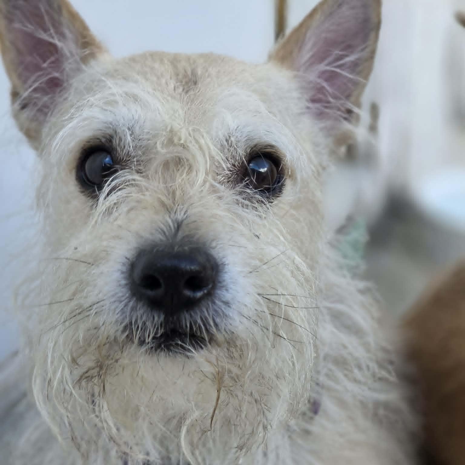 PEPPER, Adoptable, Adult Male Terrier.