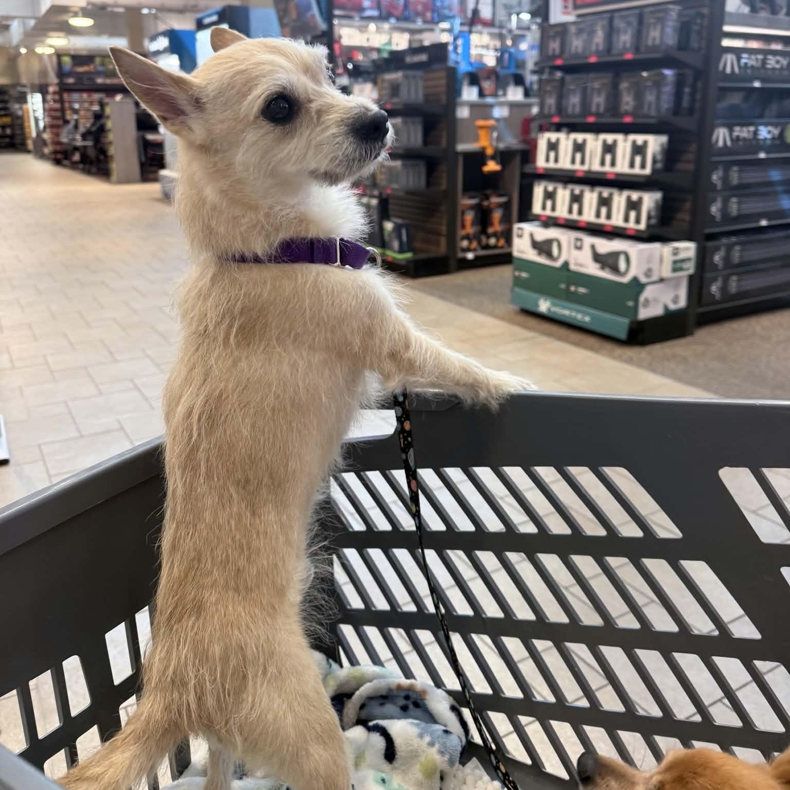 Enlarge PEPPER, a Adoptable mixed breed in Loveland, CO image 2/6