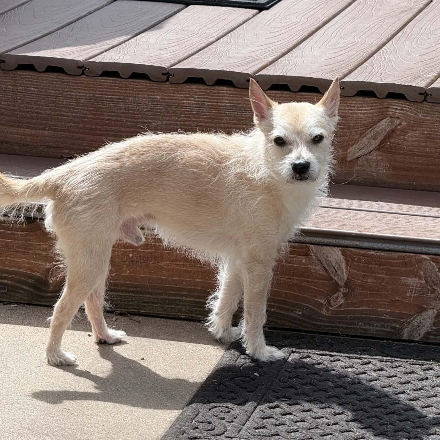 Enlarge PEPPER, a Adoptable mixed breed in Loveland, CO image 3/6