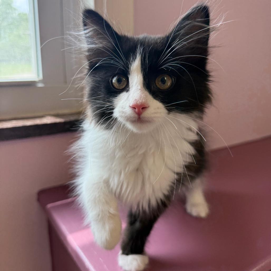 Everest, ADOPTABLE, Kitten Male Domestic Short Hair.