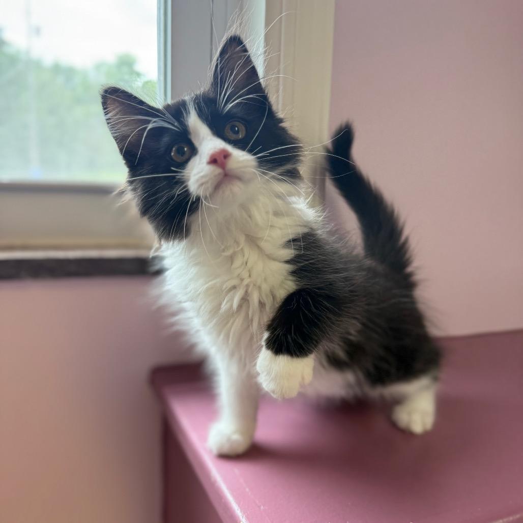 Enlarge Everest, a ADOPTABLE Domestic Short Hair in Fenton, MI image 2/2