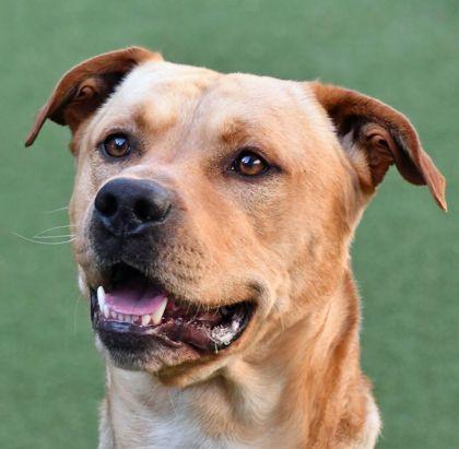 Sega, Adoptable, Adult Male Pit Bull Terrier & Mixed Breed.