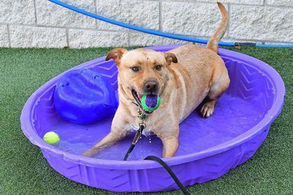 Sega, a Adoptable mixed breed in Cleveland, OH image 2/3