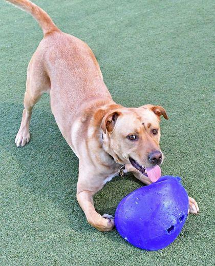 Sega, a Adoptable mixed breed in Cleveland, OH image 3/3