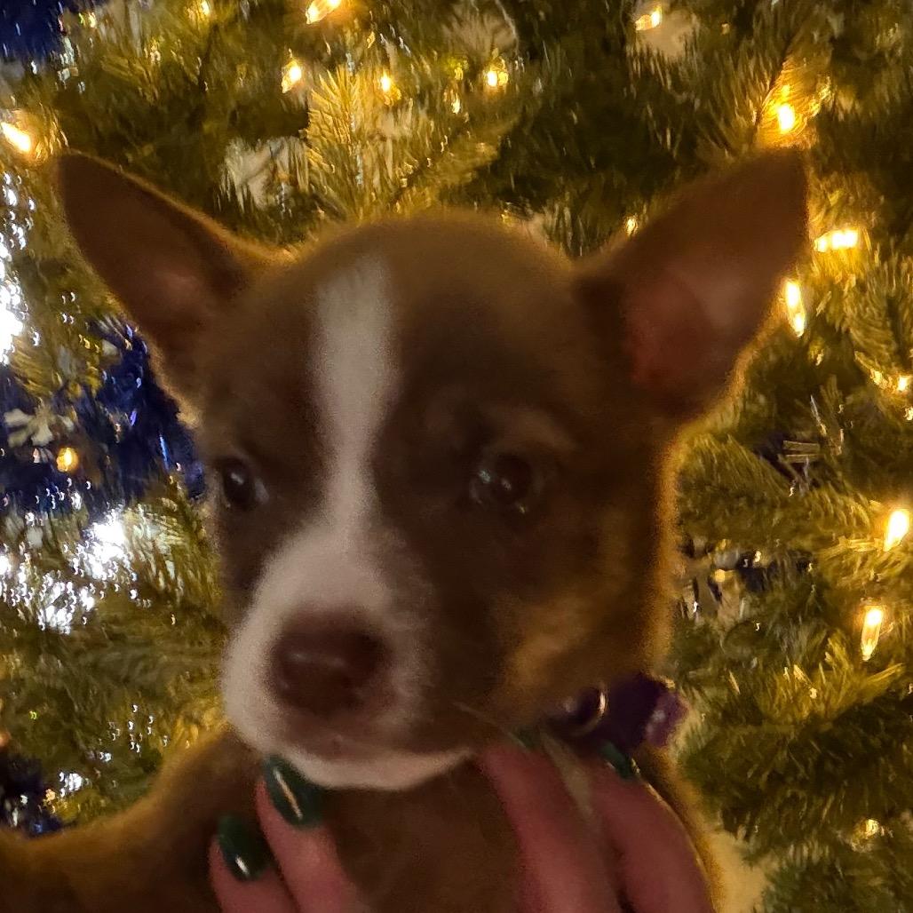 Precious - purple, Adoptable, Puppy Female Chihuahua.