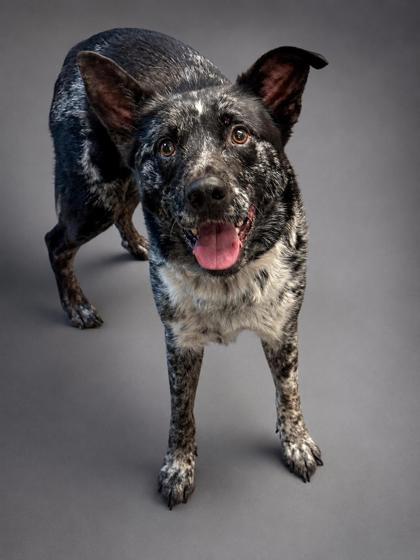 Ranger, Adoptable, Adult Male Catahoula Leopard Dog & Mixed Breed.
