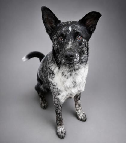 Ranger, a Adoptable mixed breed in Bowling Green, KY image 2/3