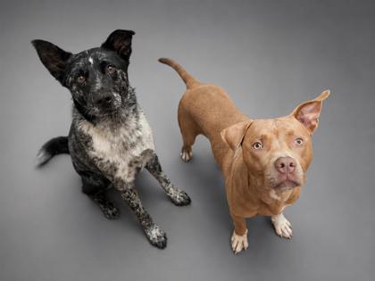 Ranger, a Adoptable mixed breed in Bowling Green, KY image 3/3