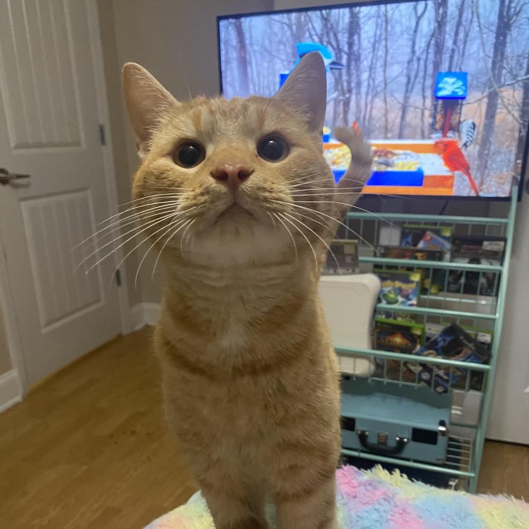 Cheese Puff — thumbnail 2