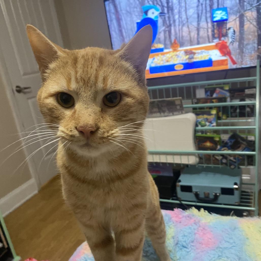 Cheese Puff — thumbnail 3