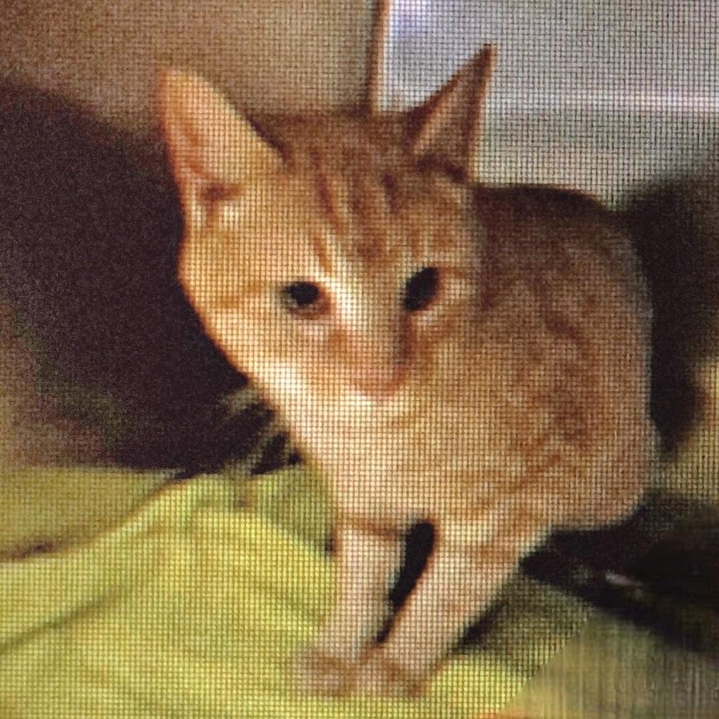 Cheese Puff — thumbnail 4