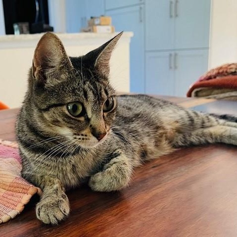 Enlarge Roxanne - Young & Gentle, a Adoptable mixed breed in Hoquiam, WA image 2/3