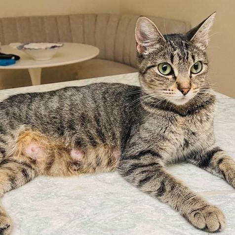 Roxanne - Young & Gentle, Adoptable, Adult Female Tabby.