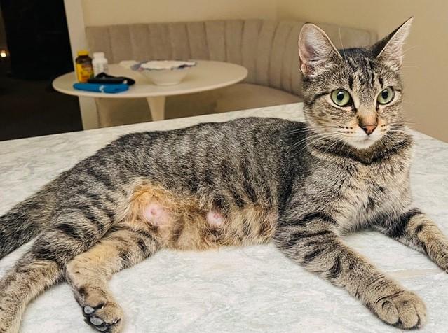 Roxanne - Young & Gentle