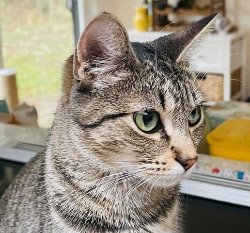 Roxanne - Young & Gentle