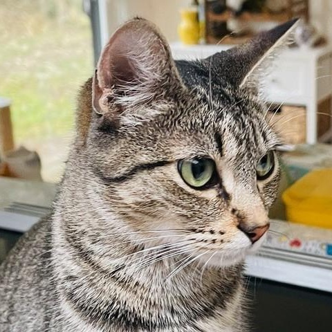 Enlarge Roxanne - Young & Gentle, a Adoptable mixed breed in Hoquiam, WA image 3/3