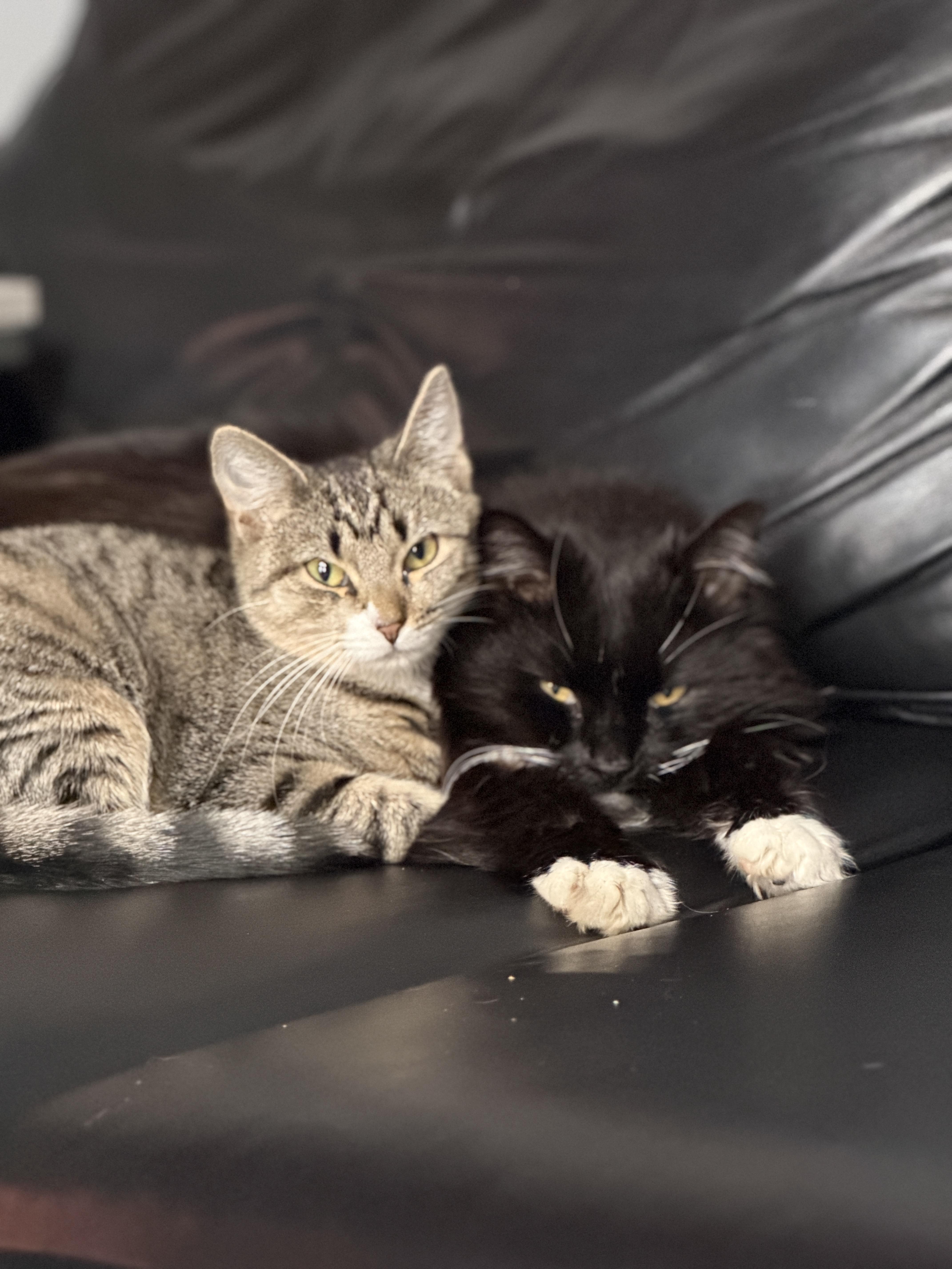 Harriet, a ADOPTABLE American Shorthair in Flanders, NJ image 4/4