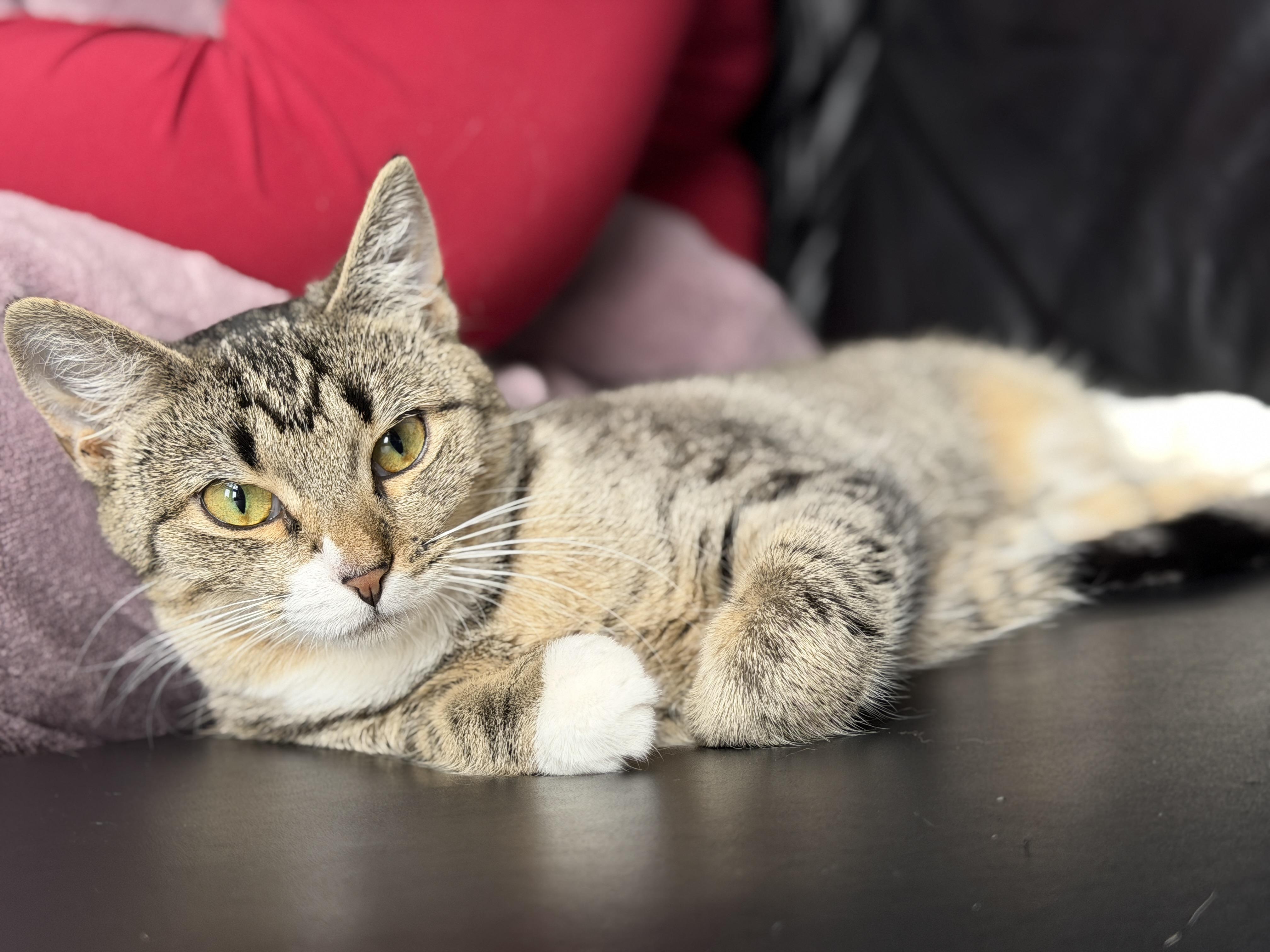 Harriet, a ADOPTABLE American Shorthair in Flanders, NJ image 3/4