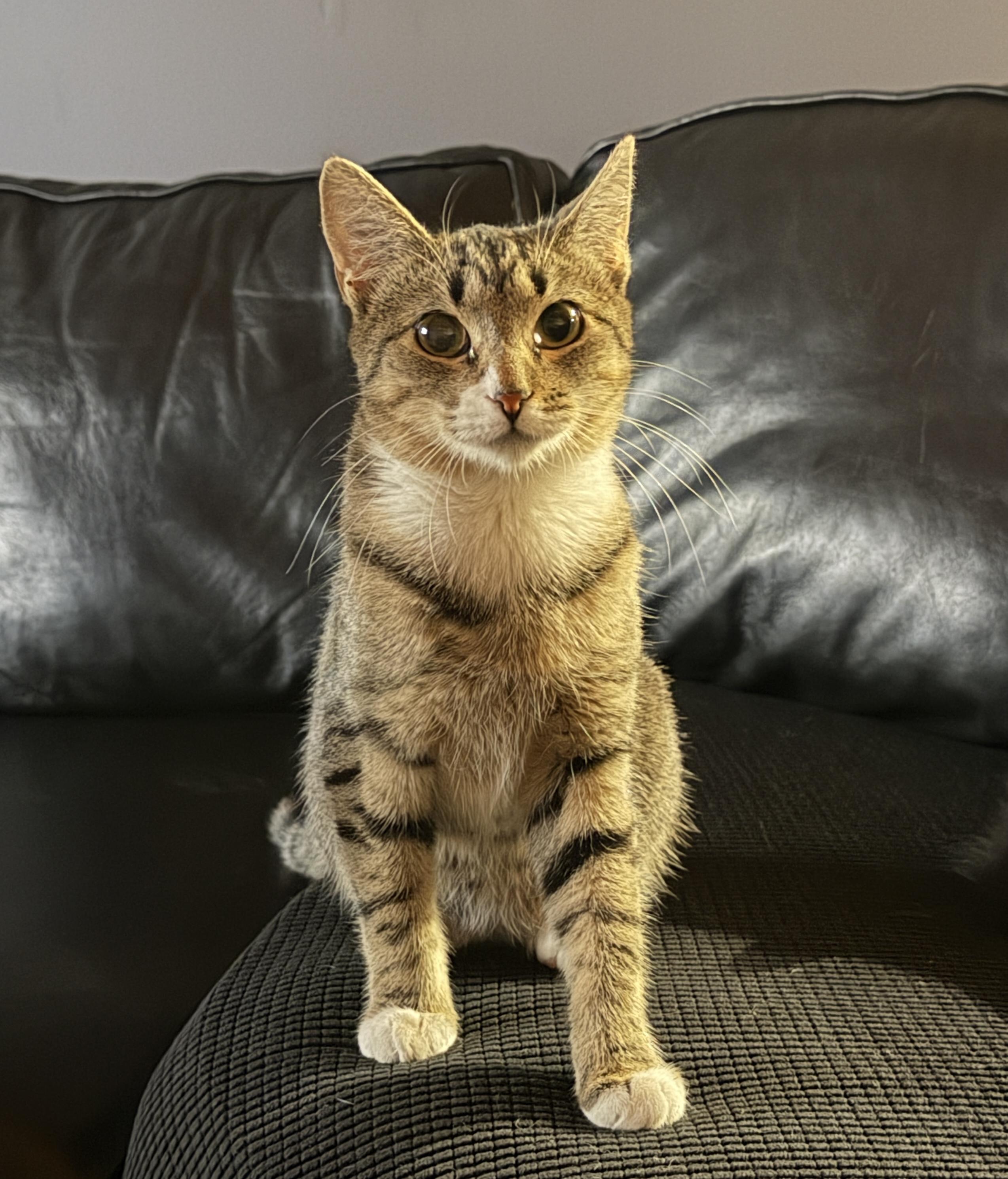 Harriet, a ADOPTABLE American Shorthair in Flanders, NJ image 1/4