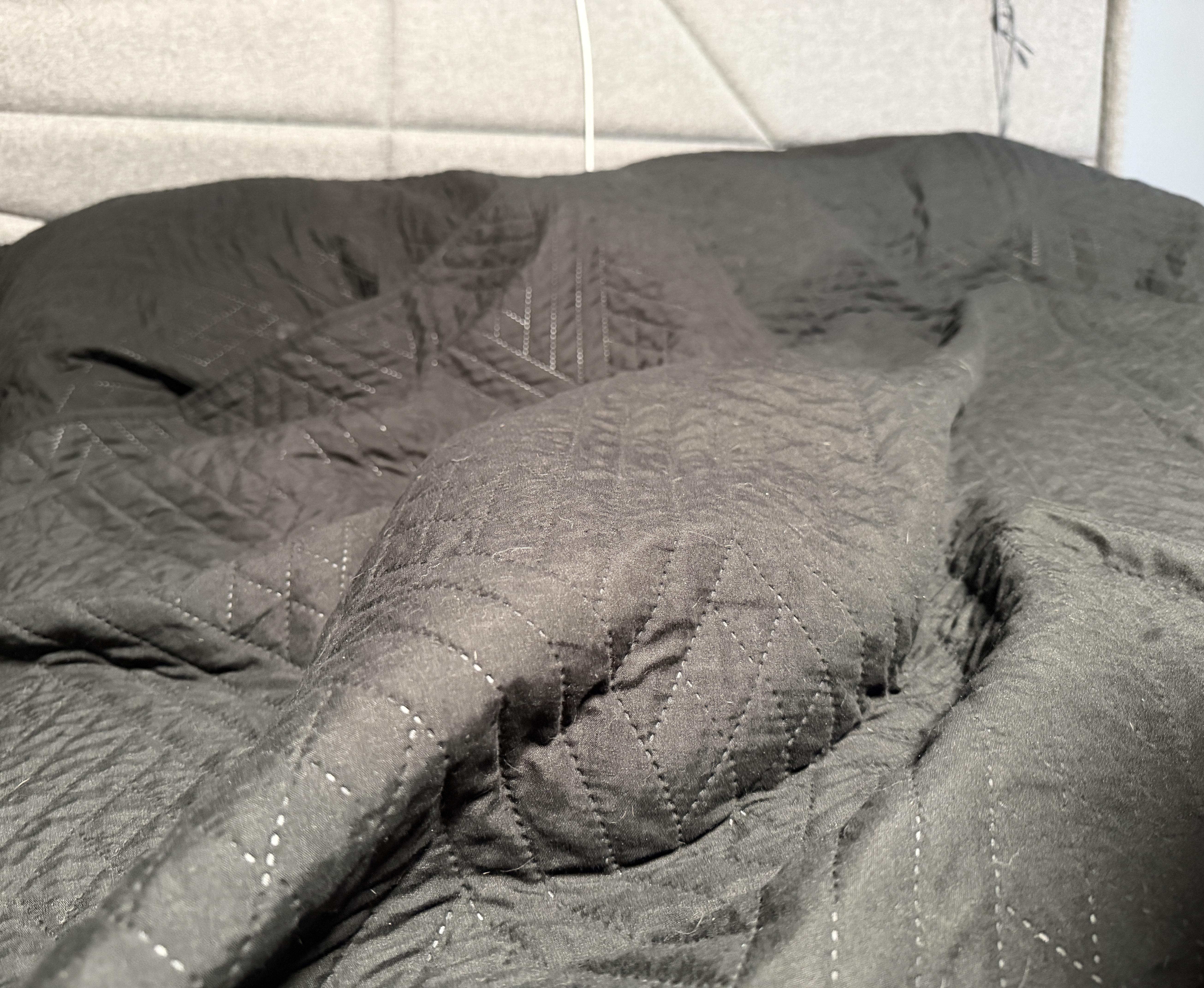 Harriet, a ADOPTABLE American Shorthair in Flanders, NJ image 2/4