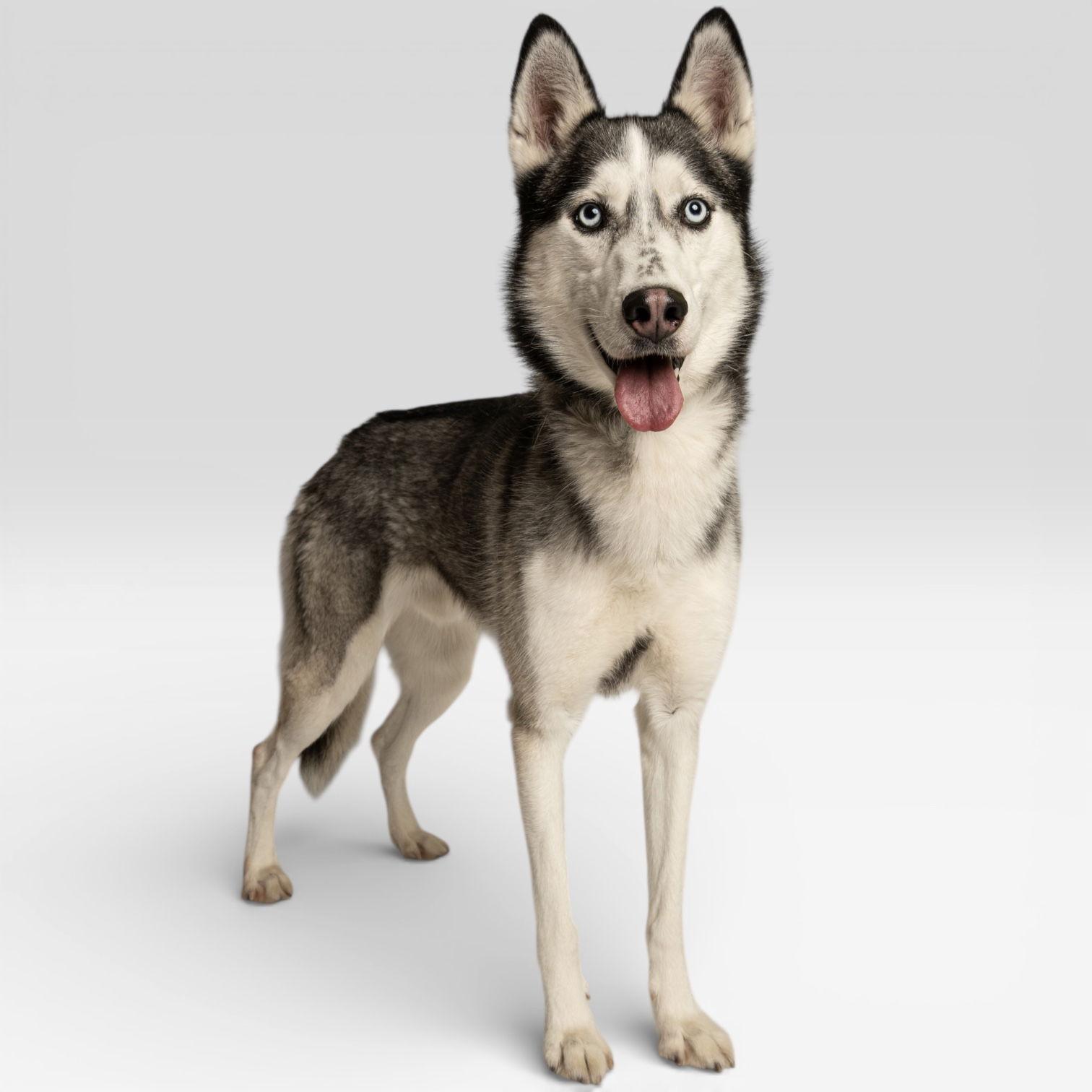 Enlarge Ludo, a Adopted Husky in Richardson, TX image 1/2