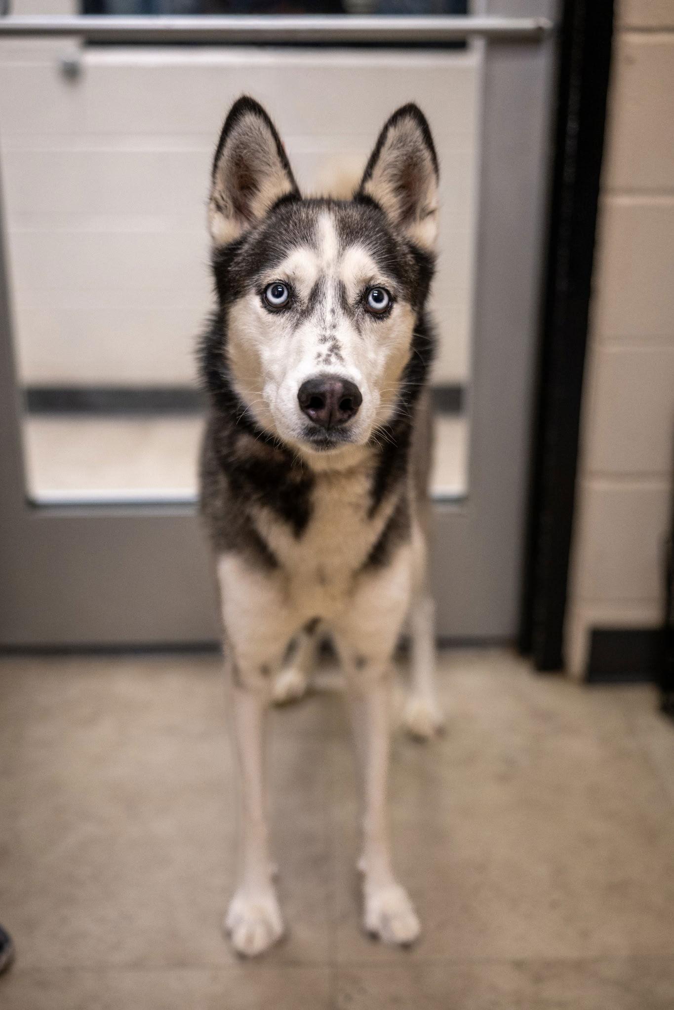 Enlarge Ludo, a Adopted Husky in Richardson, TX image 1/1