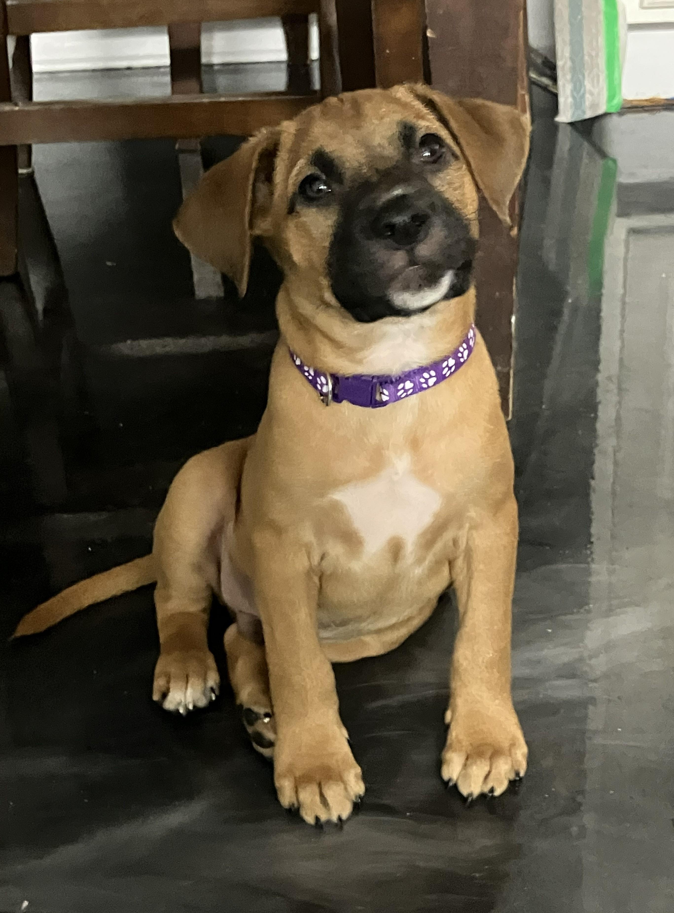 Enlarge Bunny, a ADOPTABLE mixed breed in Littleton, CO image 6/6