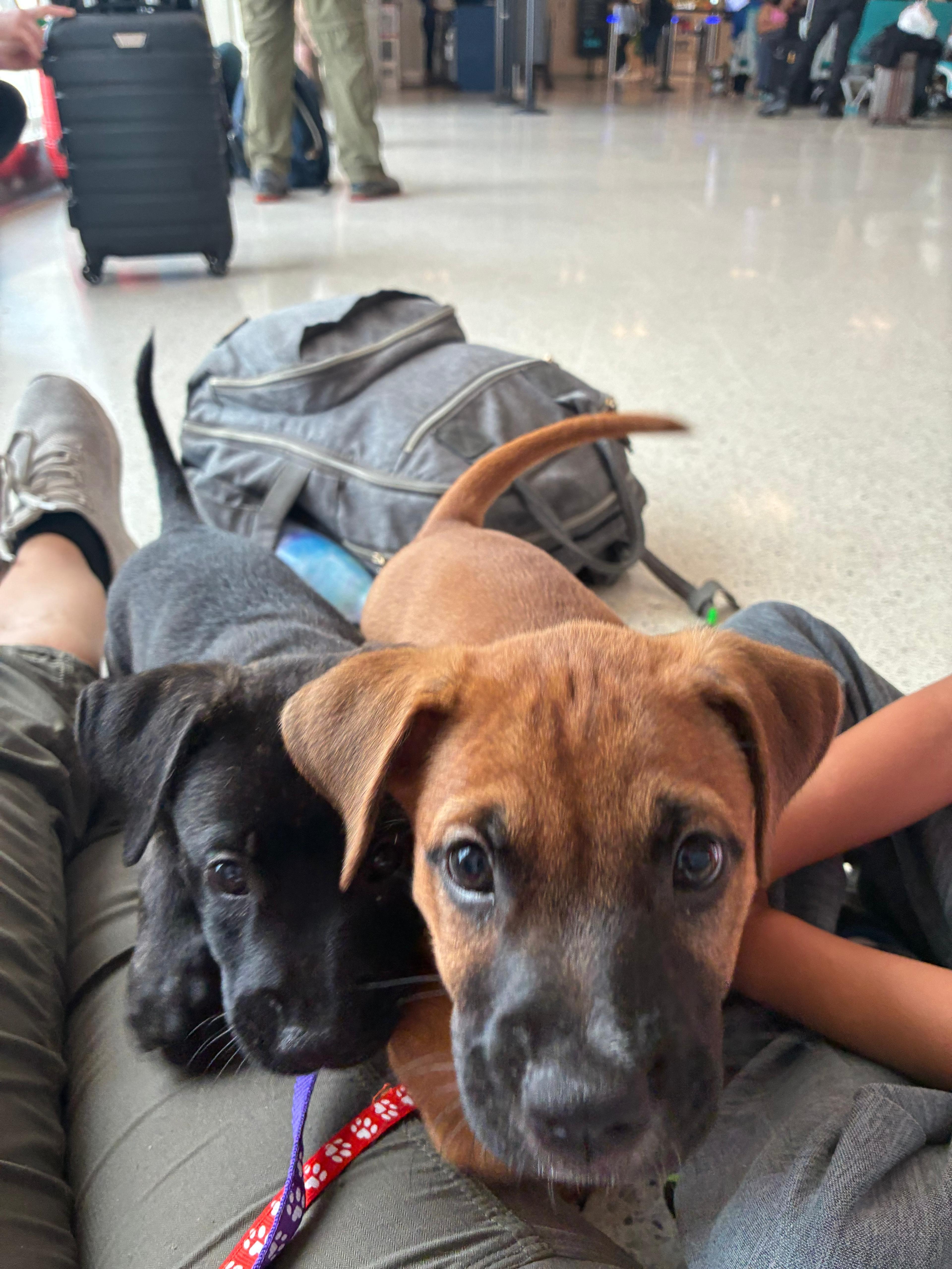 Enlarge Bunny, a ADOPTABLE mixed breed in Littleton, CO image 5/6