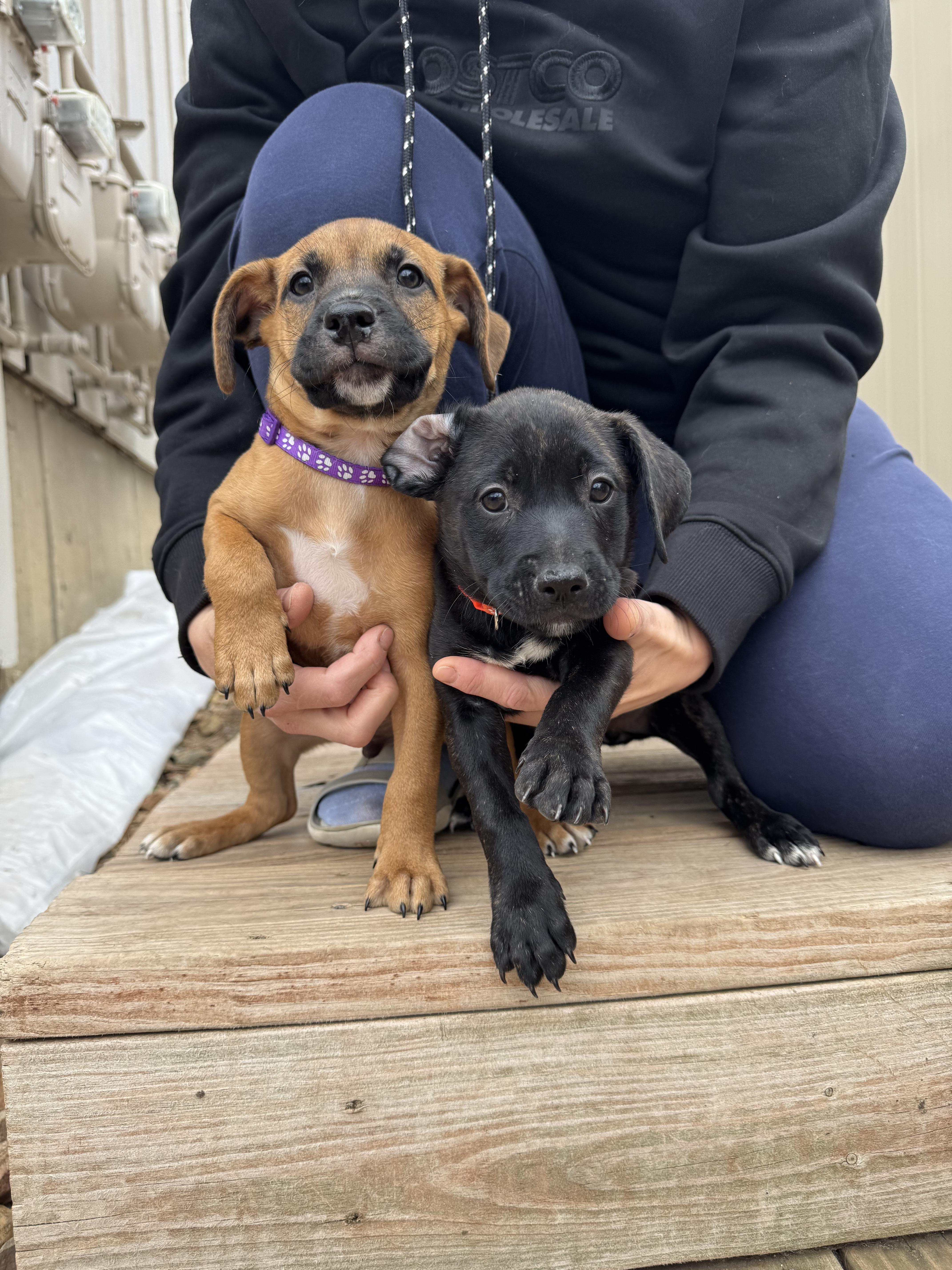 Enlarge Bunny, a ADOPTABLE mixed breed in Littleton, CO image 2/6