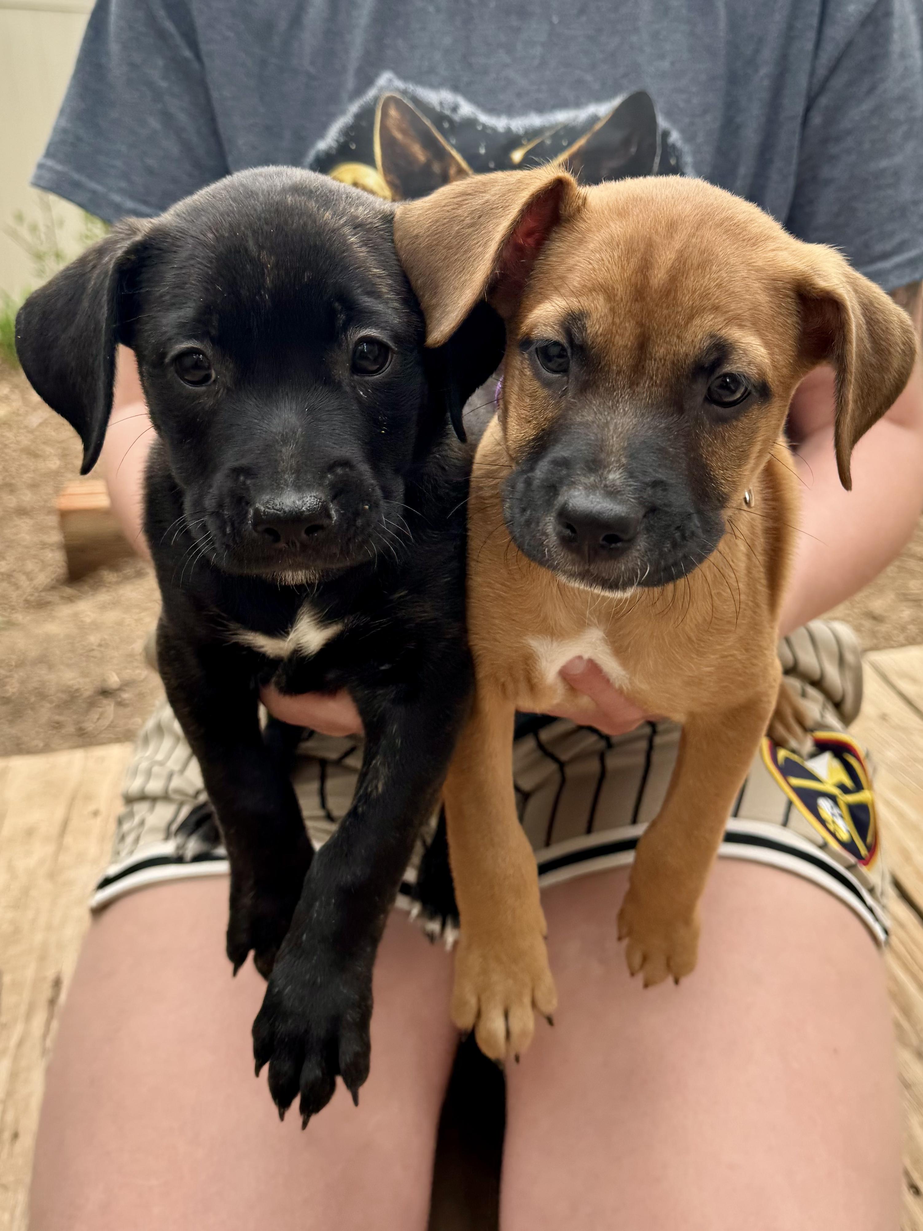 Enlarge Bunny, a ADOPTABLE mixed breed in Littleton, CO image 3/6