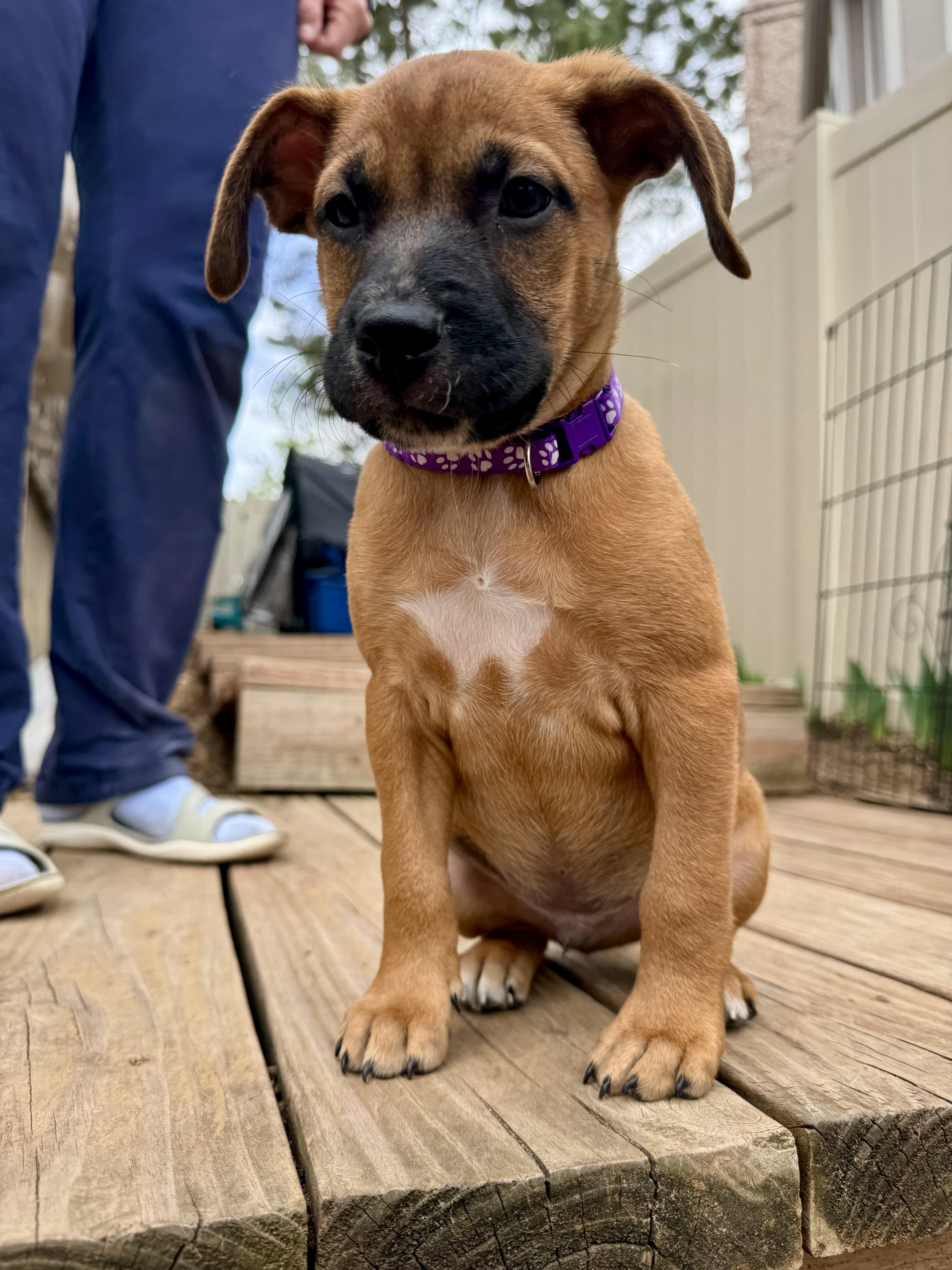 Enlarge Bunny, a ADOPTABLE mixed breed in Littleton, CO image 1/6